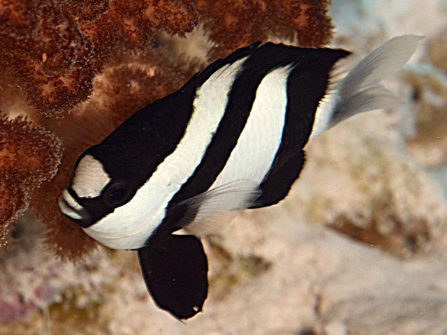 bonbon